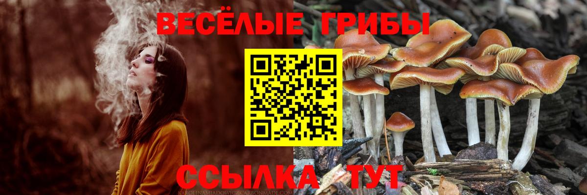 Вышний Волочёк  Псилоцибиновые грибы мухоморы  Вход с VPN 